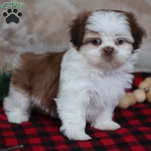 Jolly, Shih Tzu Puppy
